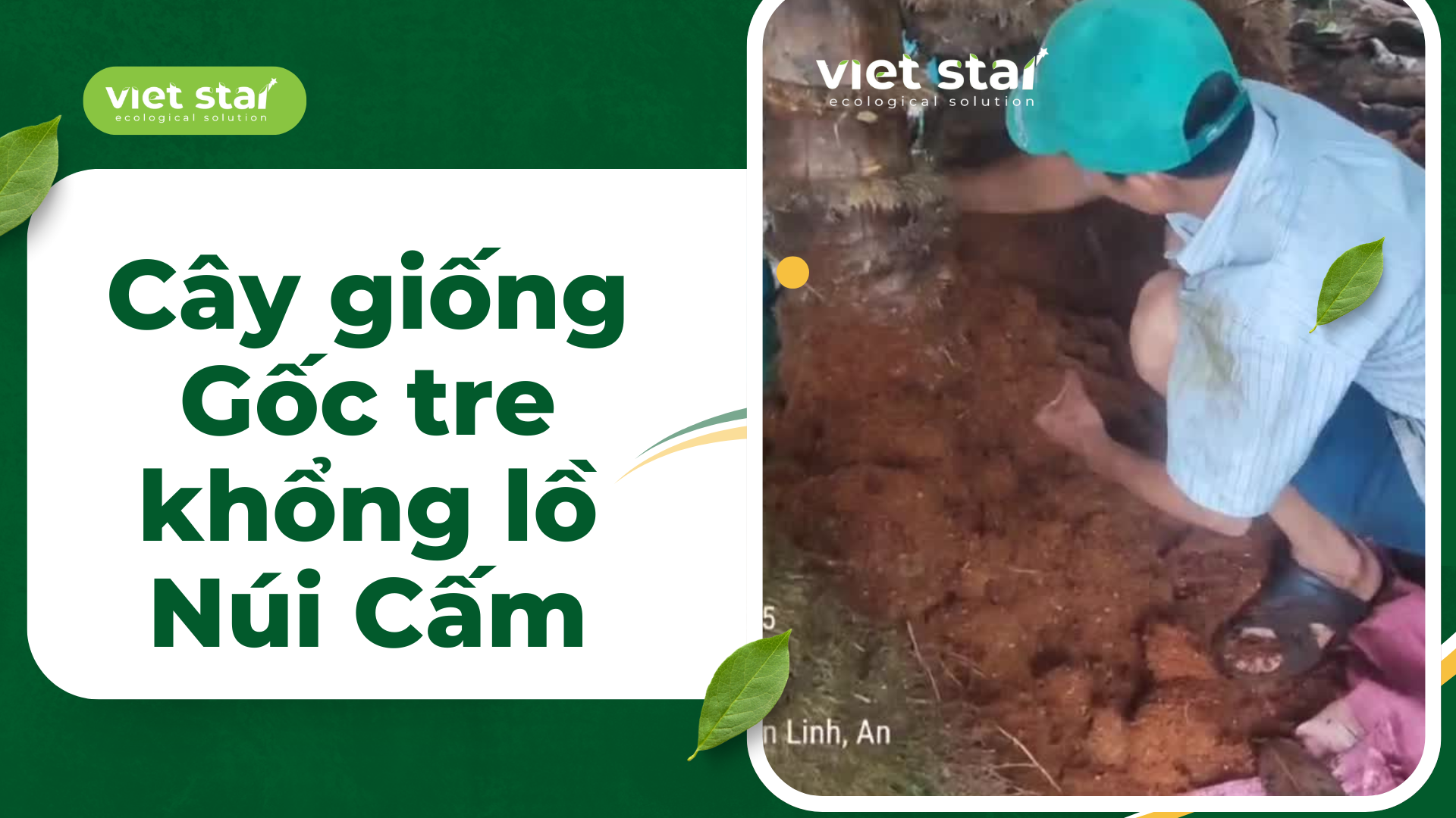 Cây tre khổng lồ Dendrocalamus Asper 'Đá'