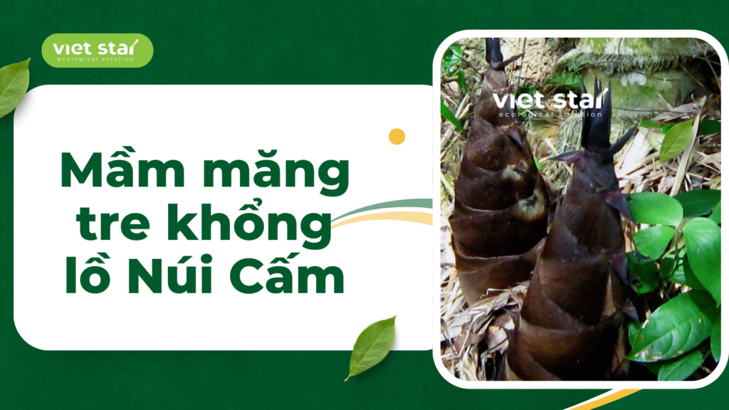 Cây giống tre khổng lồ - Viet Star Bamboo