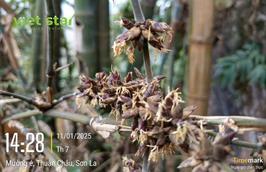 Cây giống tre khổng lồ - Viet Star Bamboo