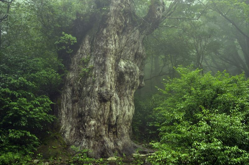Khu rừng cổ đại trên đảo Yakushima của Nhật Bản