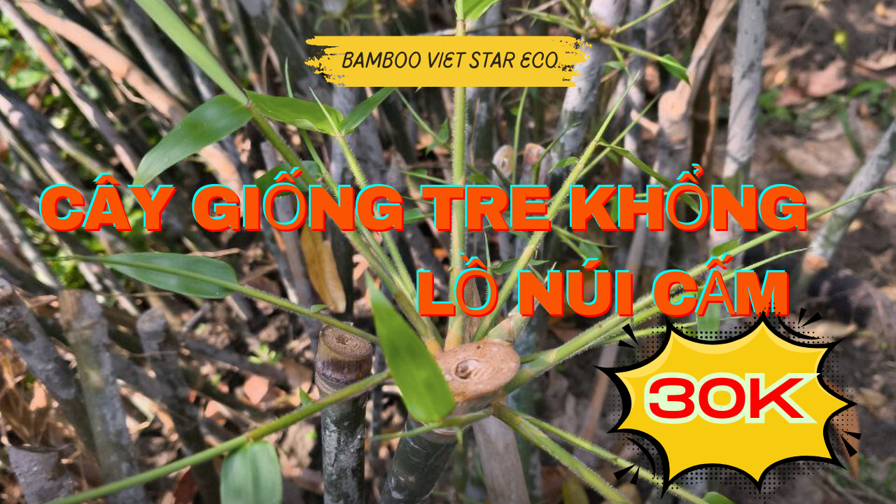 Cây giống Tre khổng lồ Núi cấm