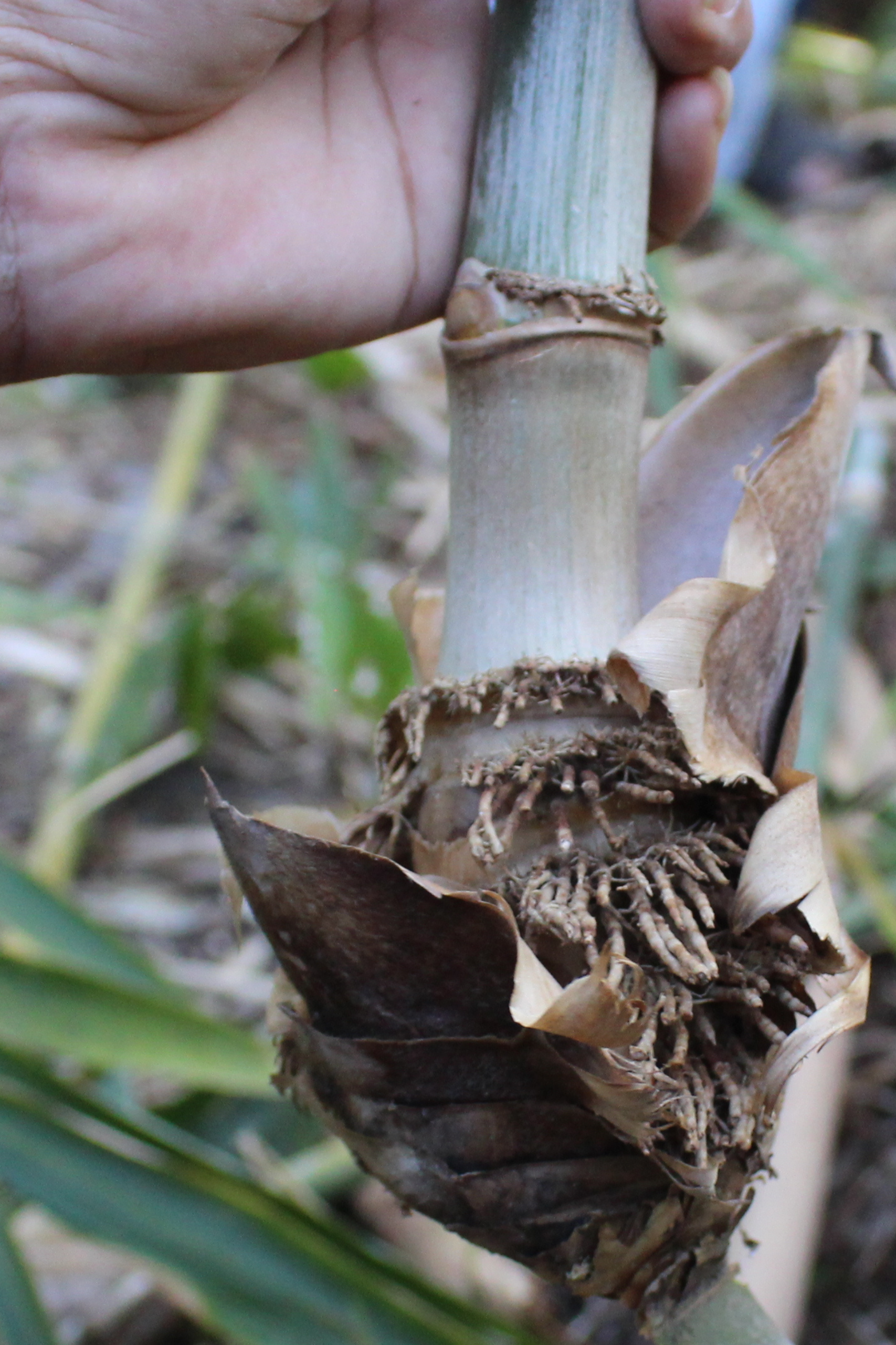 Cây con tre mạnh tông đá