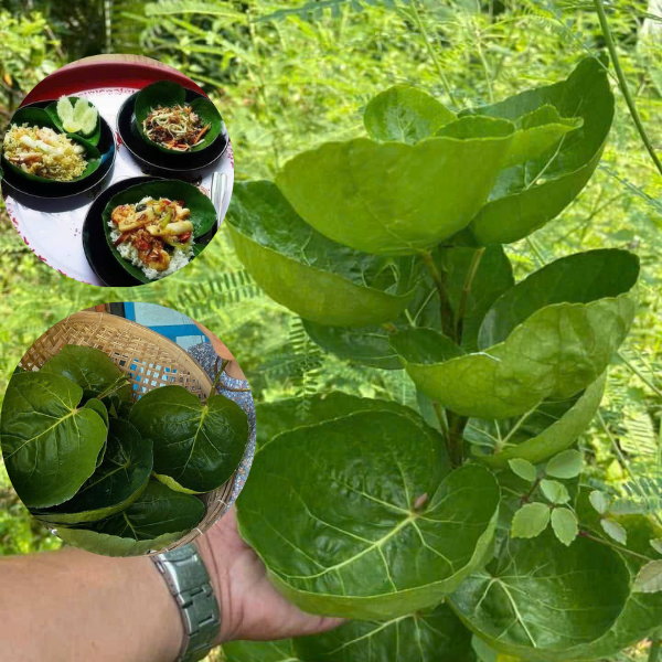 Đinh lăng lá chén