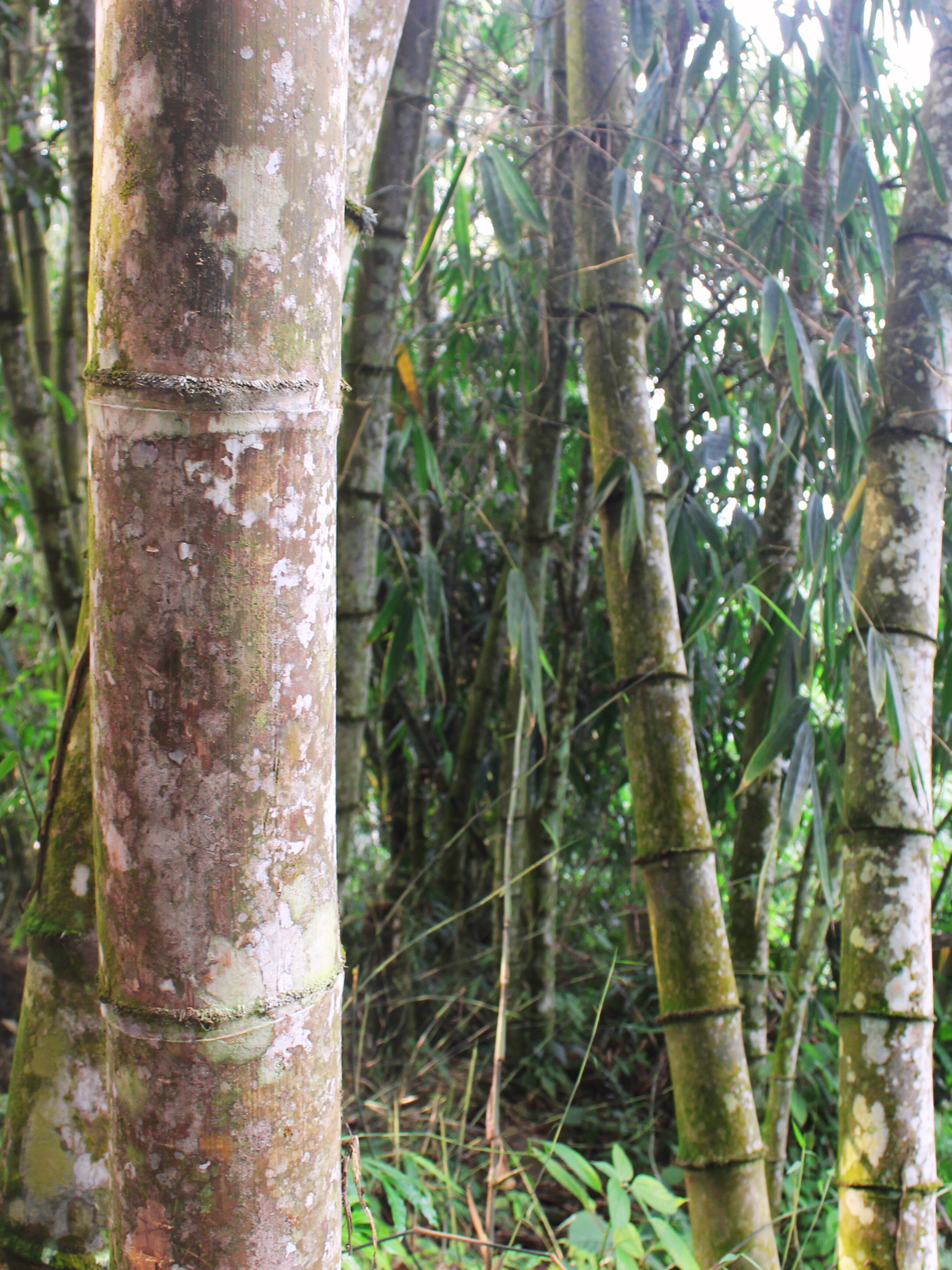 Hình ảnh tre già khổng lồ