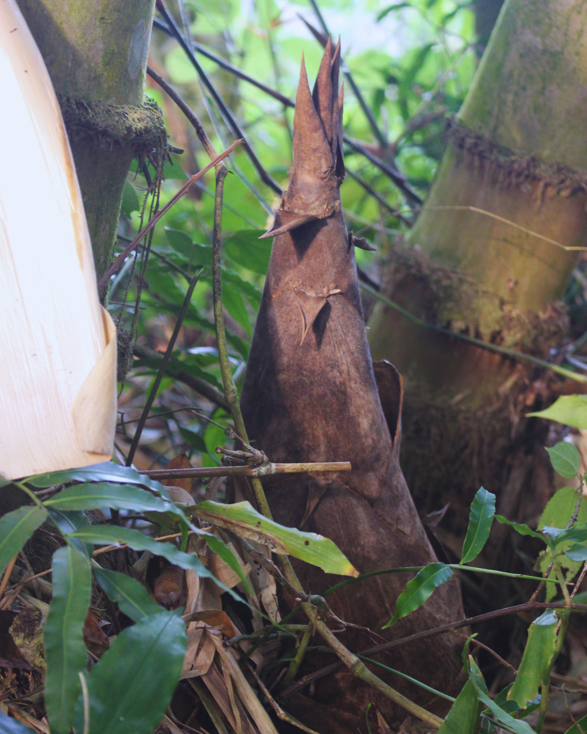 Măng tre Núi Cấm An Giang