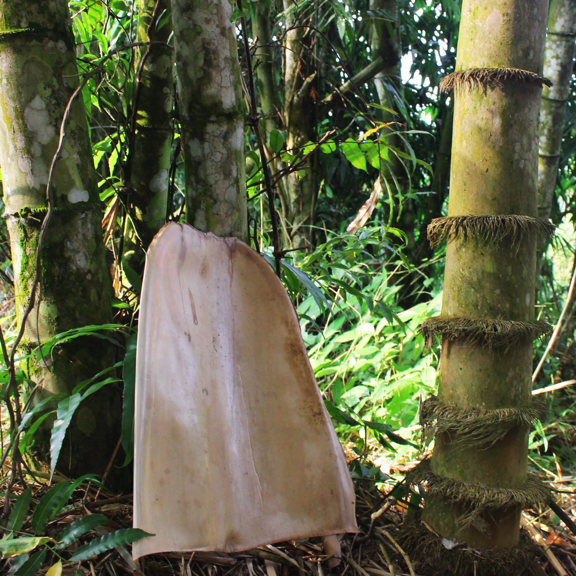 Mo tre mạnh tông đá