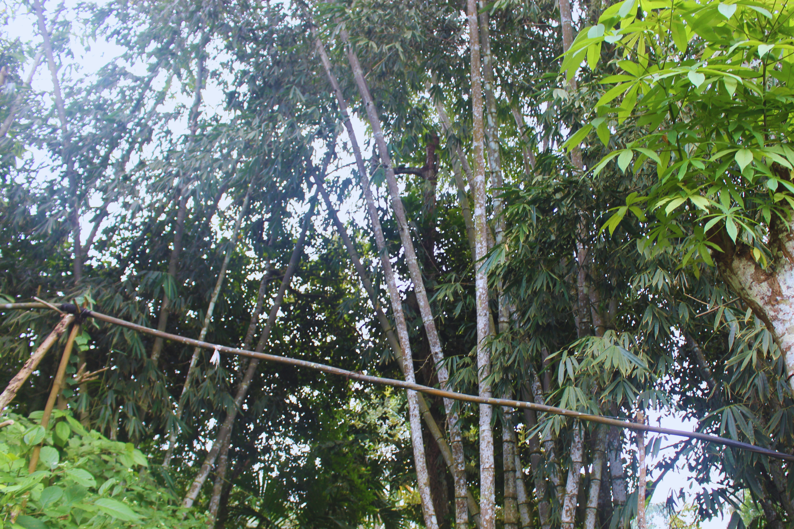 Rừng tre mạnh tông đá Núi Cấm (1)