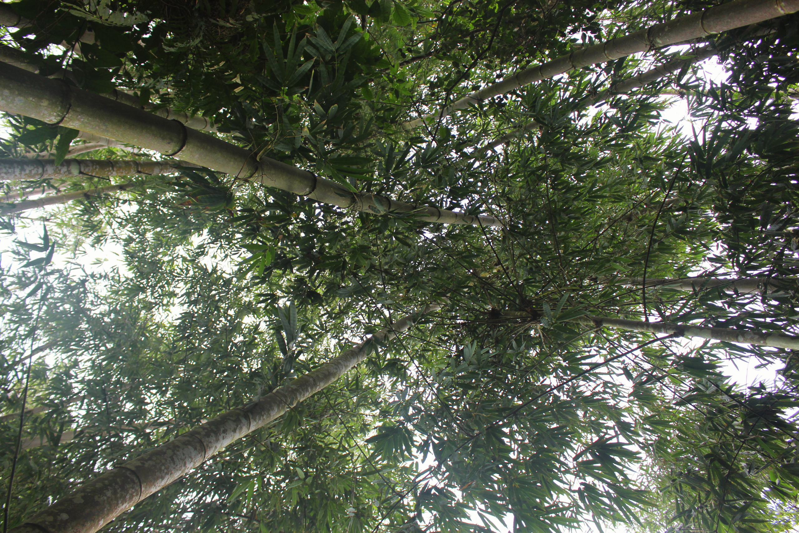 Rừng tre mạnh tông đá Núi Cấm (2)