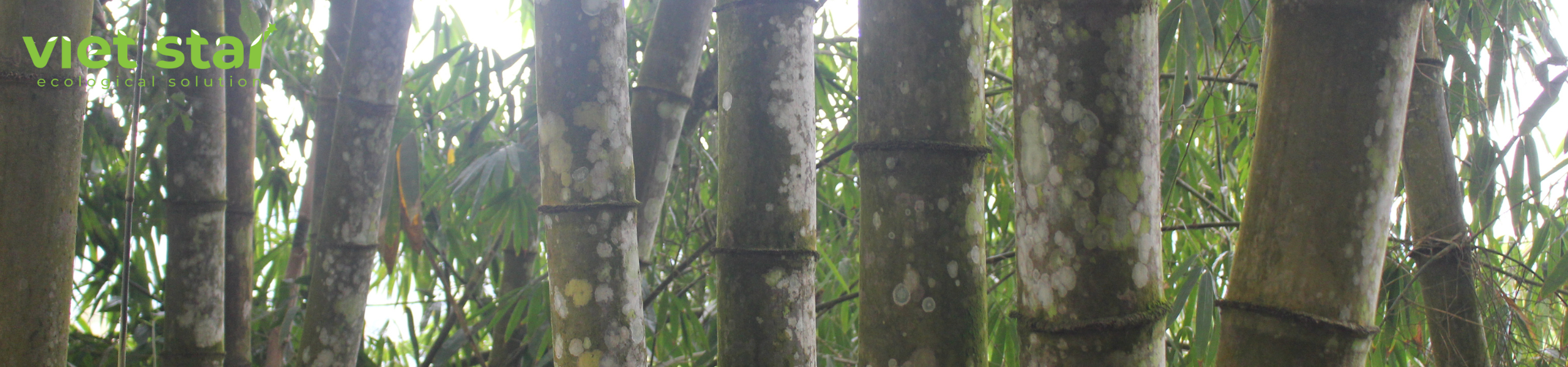 Tre Khổng Lồ Dencalamus Aper Đá Núi Cấm