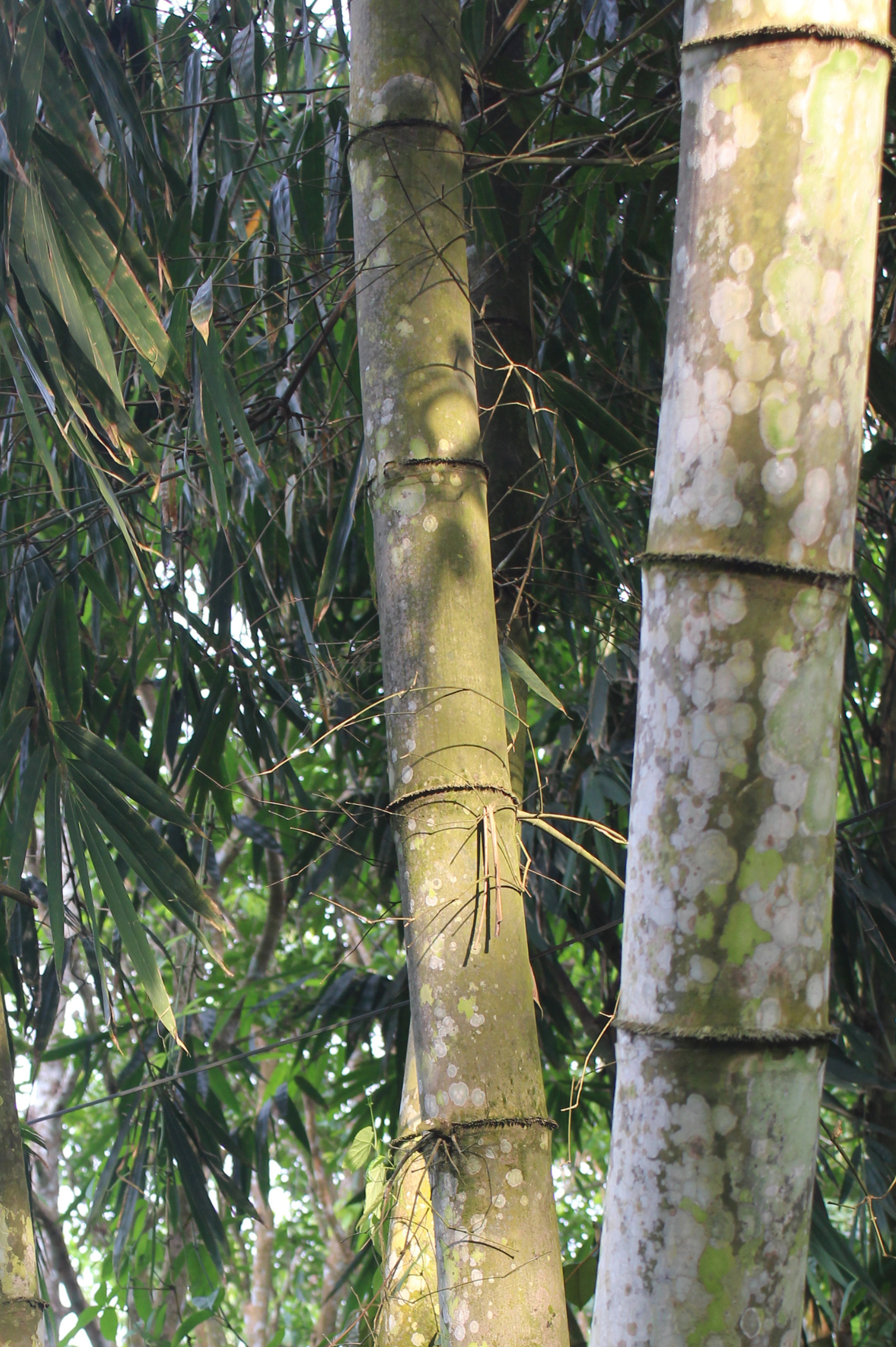 Tre khổng lồ Núi Cấm