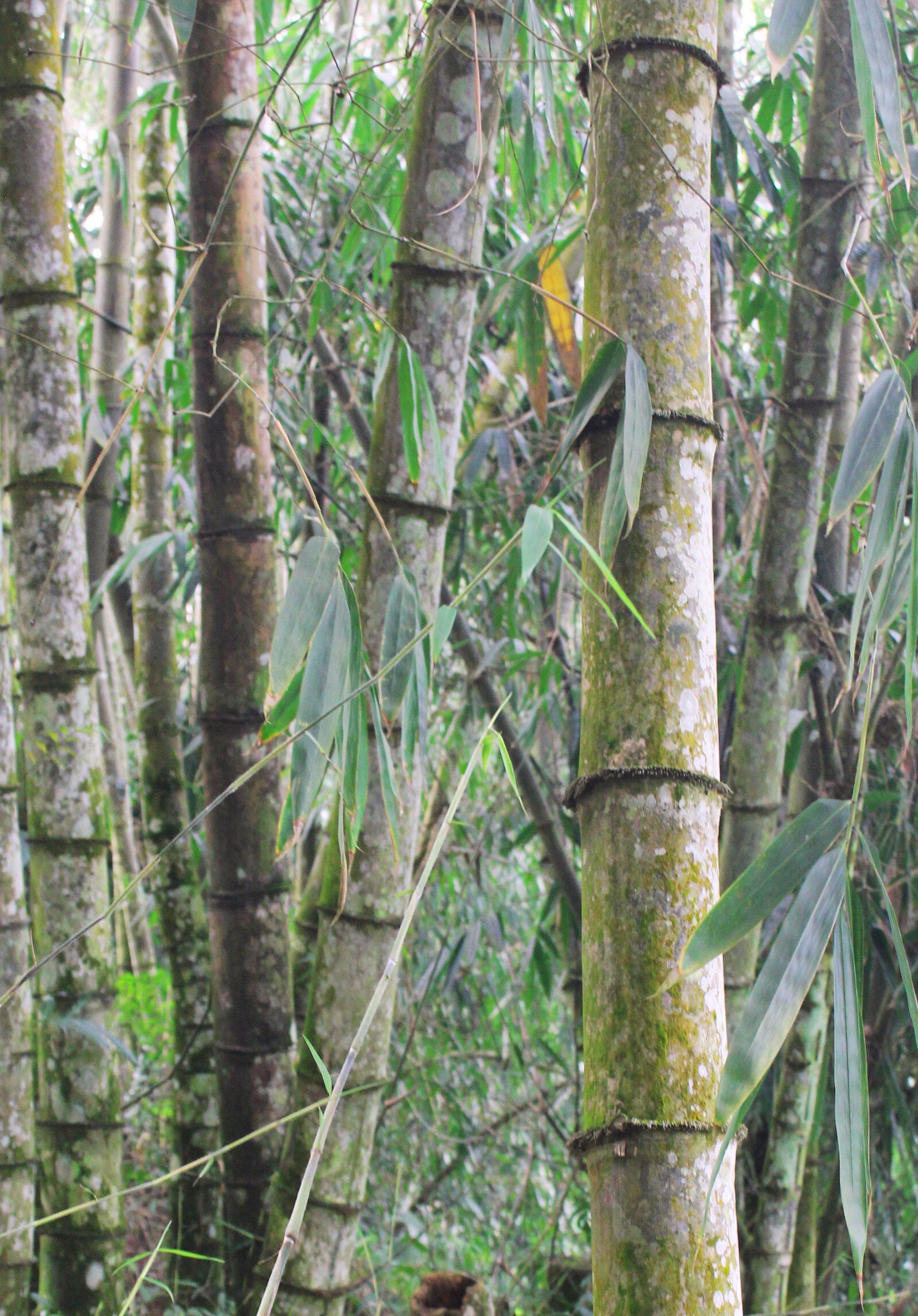 Tre khổng lồ Việt Nam