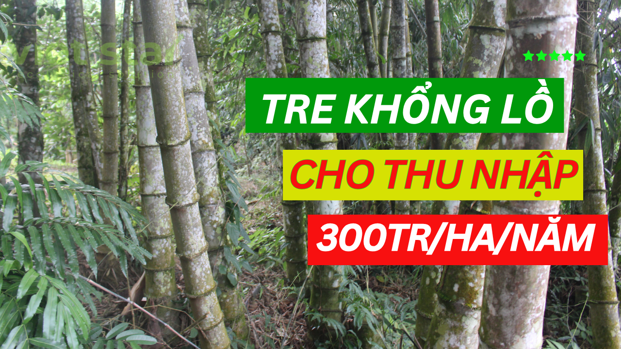 Tre khổng lồ Núi cấm