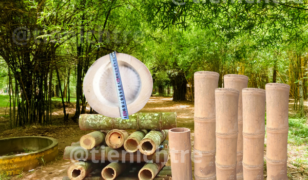 Nguyên liệu tre khổng lồ