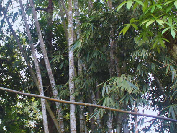 Bụi tre khổng lồ núi cấm