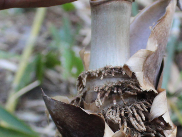 Cây con tre mạnh tông đá