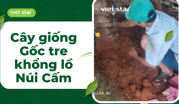 Cây tre khổng lồ Dendrocalamus Asper 'Đá'