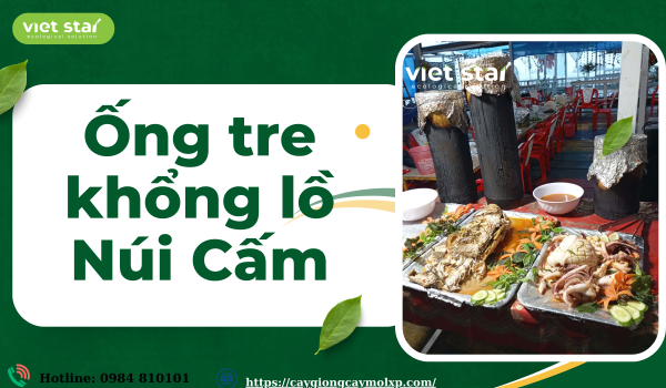 Cây giống tre khổng lồ - Viet Star Bamboo