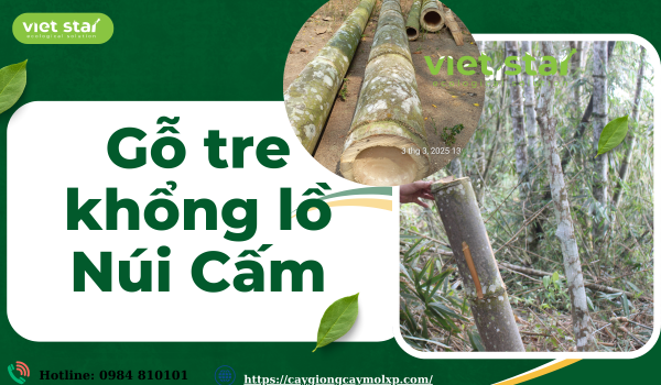 Cây giống tre khổng lồ - Viet Star Bamboo