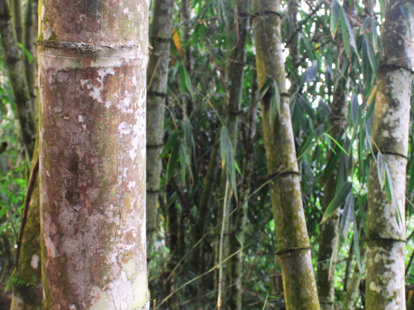 Hình ảnh tre già khổng lồ