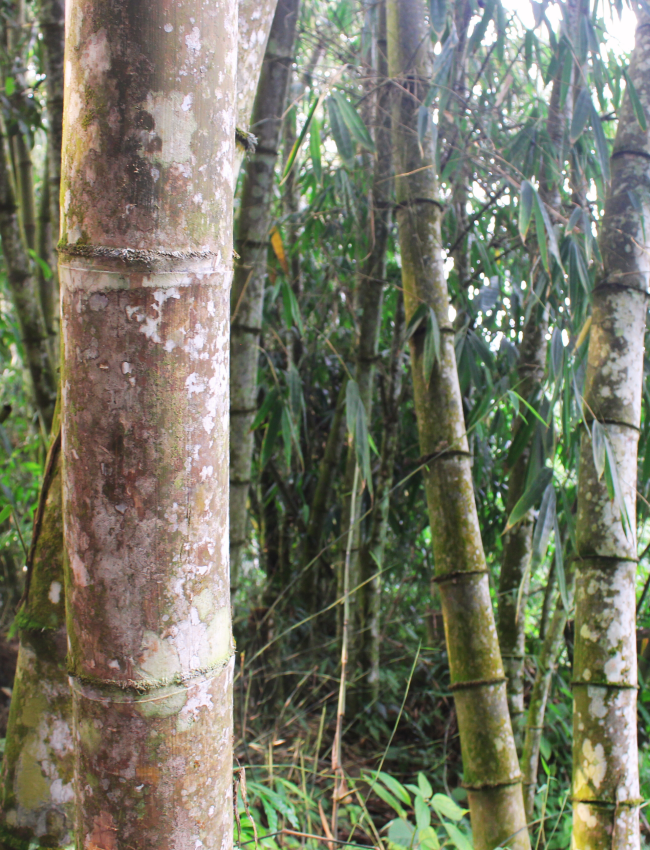 Hình ảnh tre già khổng lồ