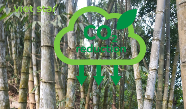 Cây tre khổng lồ Dendrocalamus Asper 'Đá'