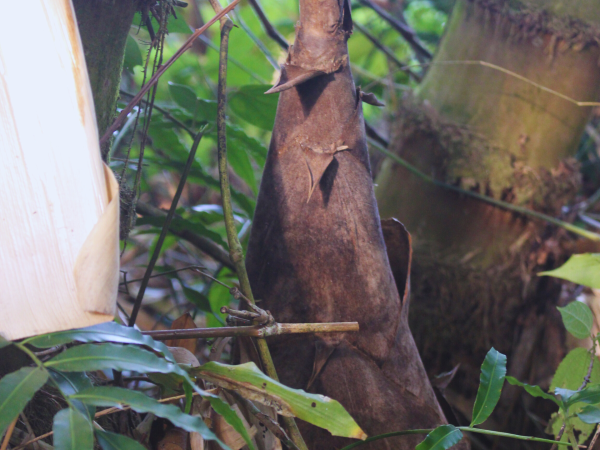 Măng tre Núi Cấm An Giang