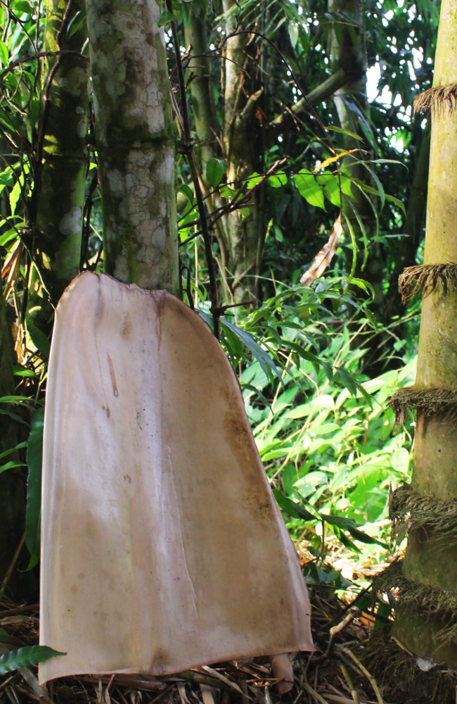 Mo tre mạnh tông đá