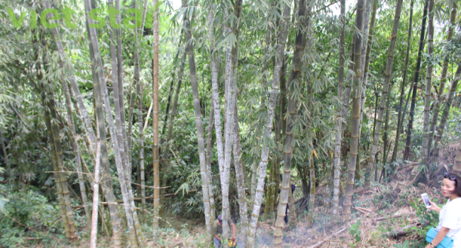 Tre Khổng Lồ Dendrocalamus Asper “Đá”