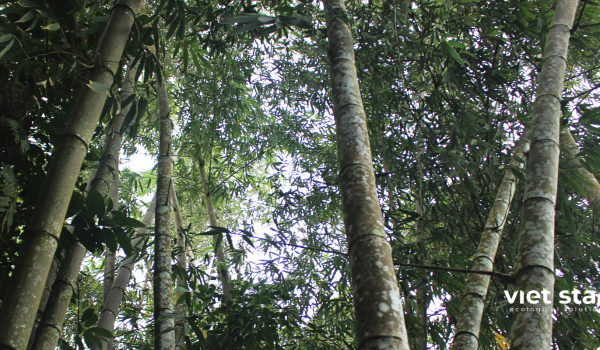 Rừng tre khổng lồ núi cấm