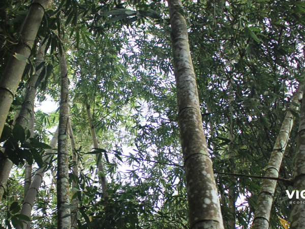 Rừng tre khổng lồ núi cấm