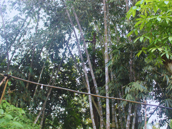 Rừng tre mạnh tông đá Núi Cấm (1)