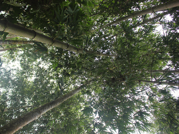 Rừng tre mạnh tông đá Núi Cấm (2)