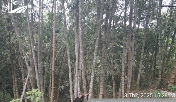 Tre khổng lồ Việt Nam