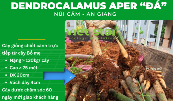 Cây giống tre khổng lồ - Viet Star Bamboo