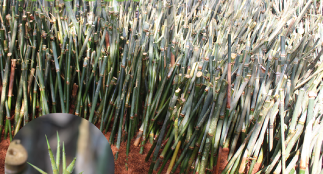 Cây giống Tre Khổng Lồ Núi Cấm