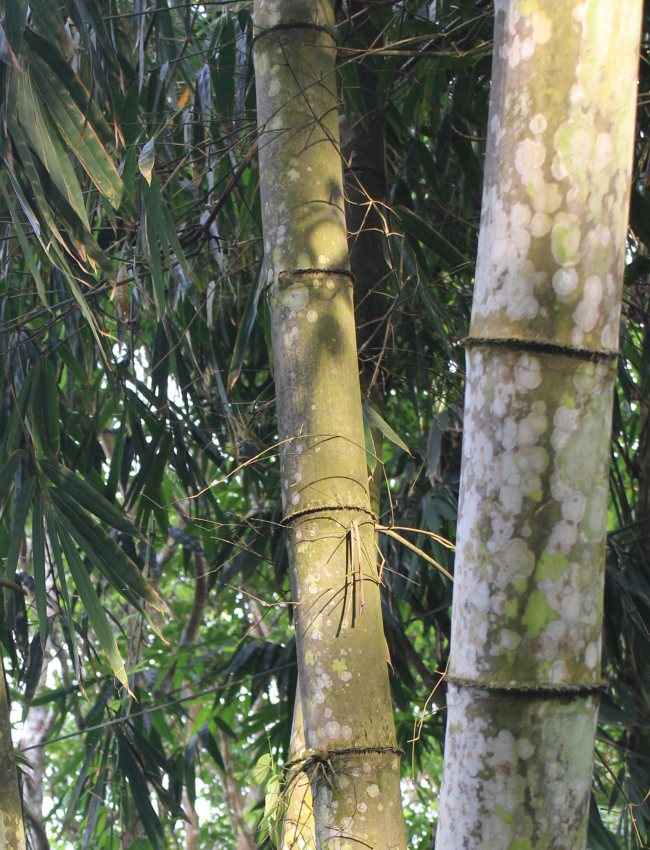 Tre khổng lồ Núi Cấm