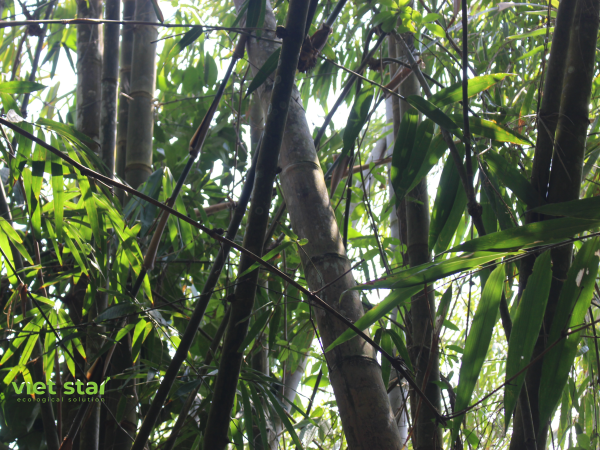 Tre khổng lồ Việt nam - Tre mạnh tông đá khổng lồ