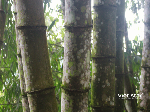 Tre khổng lồ Việt Nam