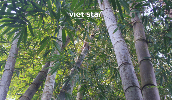 Tre khổng lồ Núi Cấm