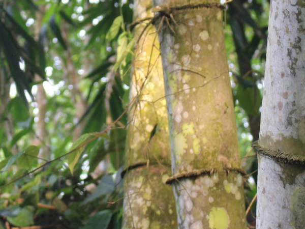 Tre mạnh tông đá ở núi cấm An Giang