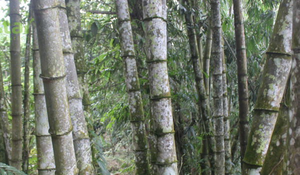 Tre khổng lồ Núi Cấm