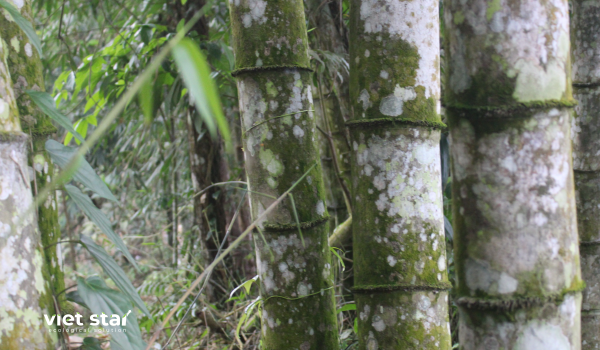 Tre khổng lồ Núi Cấm