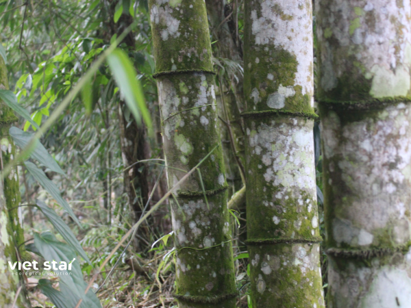 Tre khổng lồ Núi Cấm