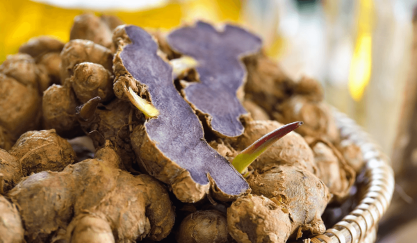 Gừng đen có tác dụng gì mà được săn lùng đến vậy?