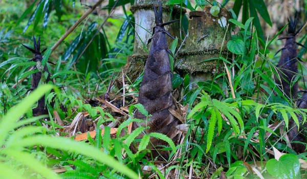 image_2025-04-27_152242654