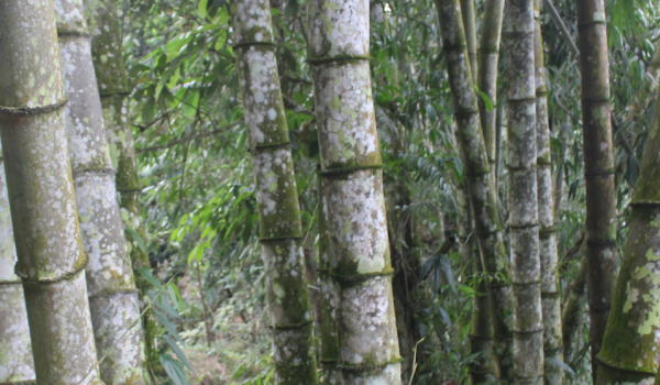 Tre khổng lồ Núi Cấm