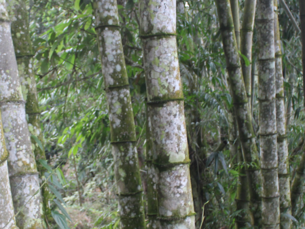 Tre khổng lồ Núi Cấm