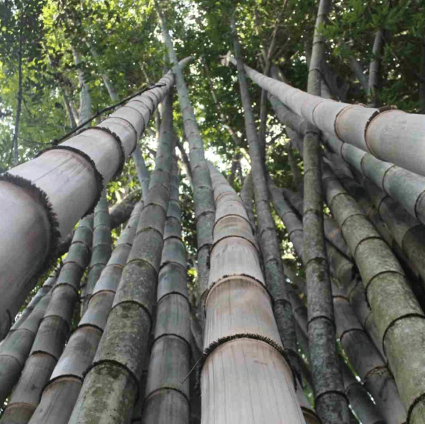 Bụi Tre mạnh tông - Dendrocalamus Asper