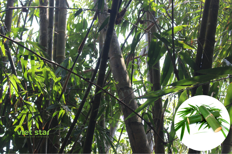 Cây giống tre khổng lồ - Viet Star Bamboo
