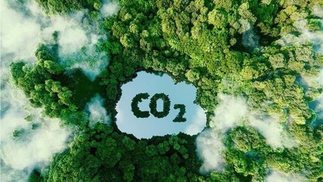Trồng tre bán tín chỉ Co2